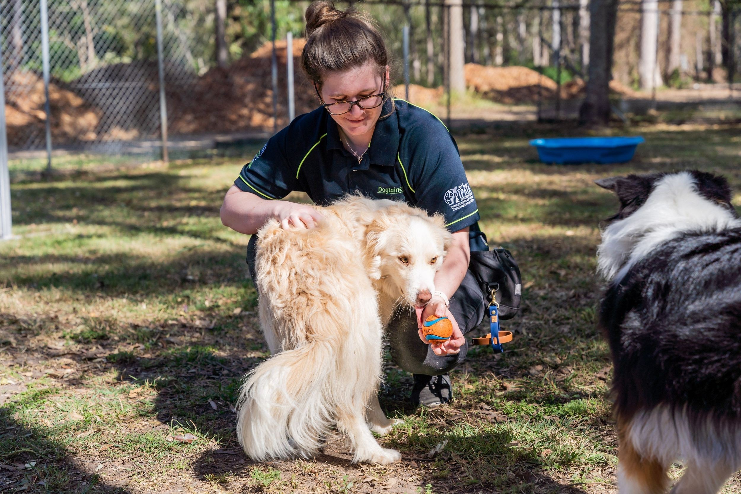A pet carer playing fetch with dogs in an outdoor enclosure.