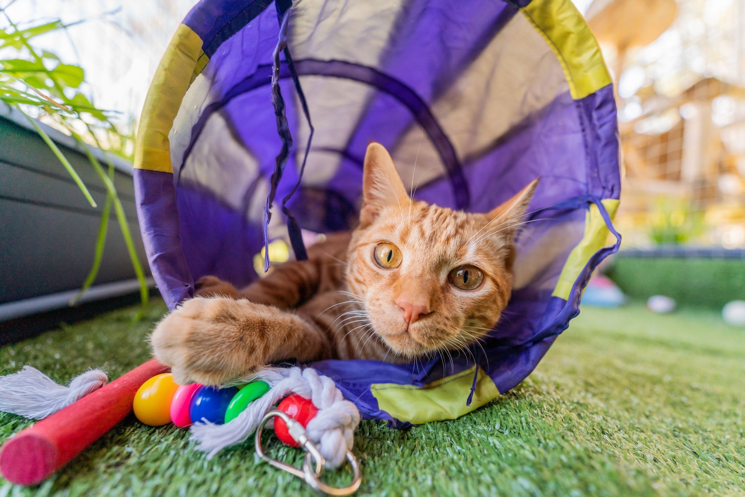 A ginger tabby cat laying down with toys and looking into the camera in an outdoor play enclosure.