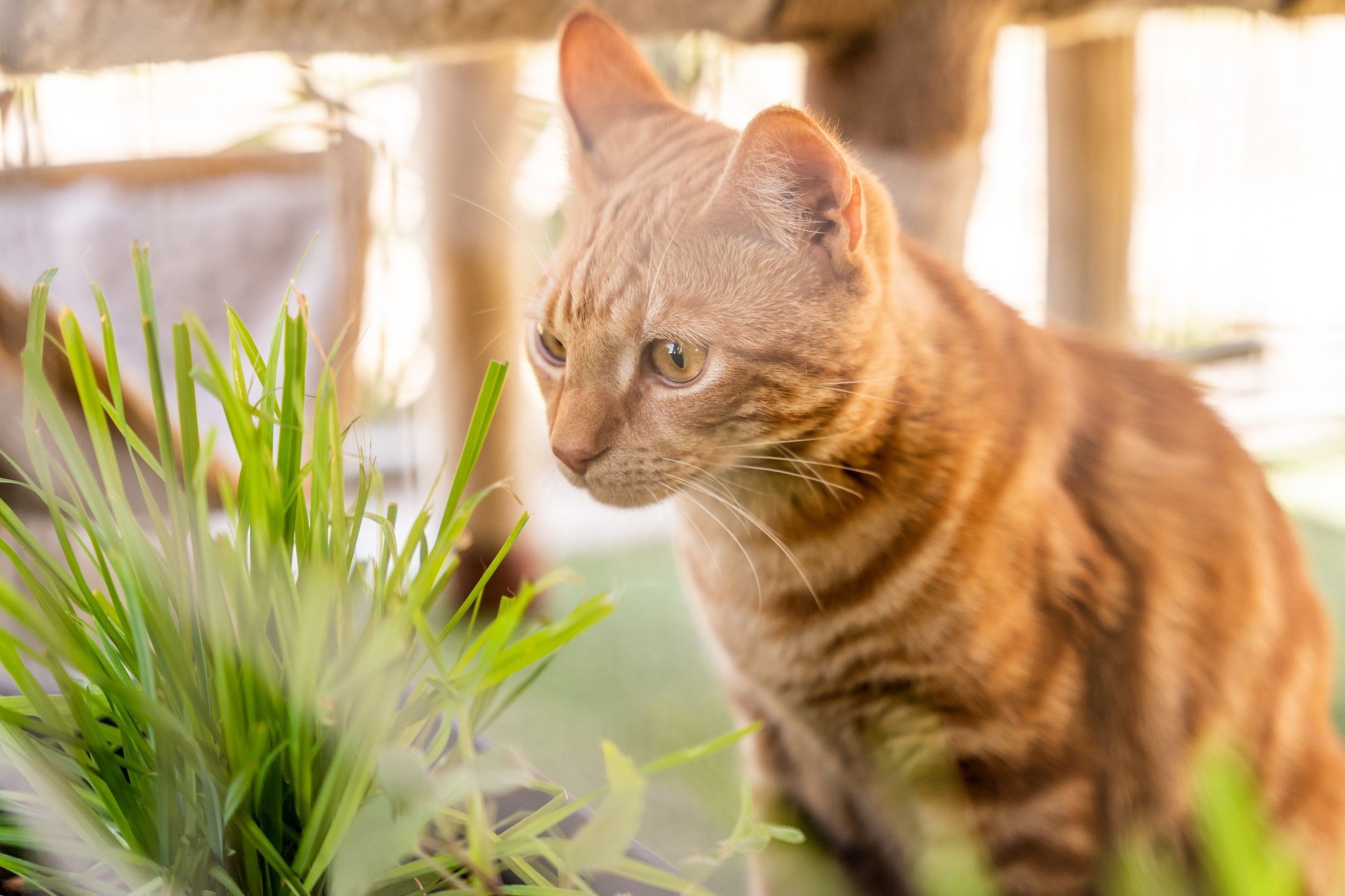 Close up of a ginger cat sniffing lush grass.