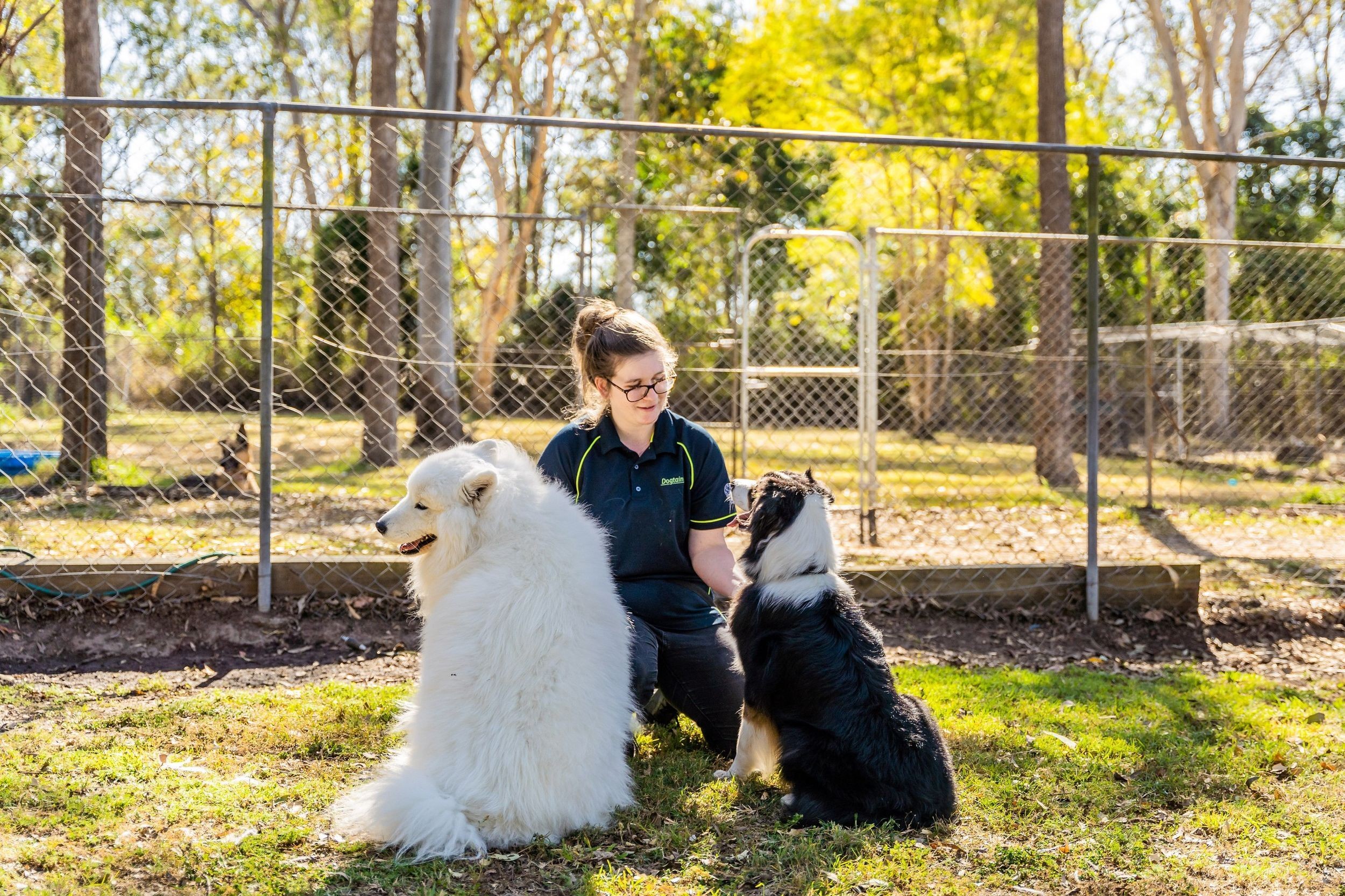 A pet carer petting two large fluffy dogs in an outdoor enclosure.