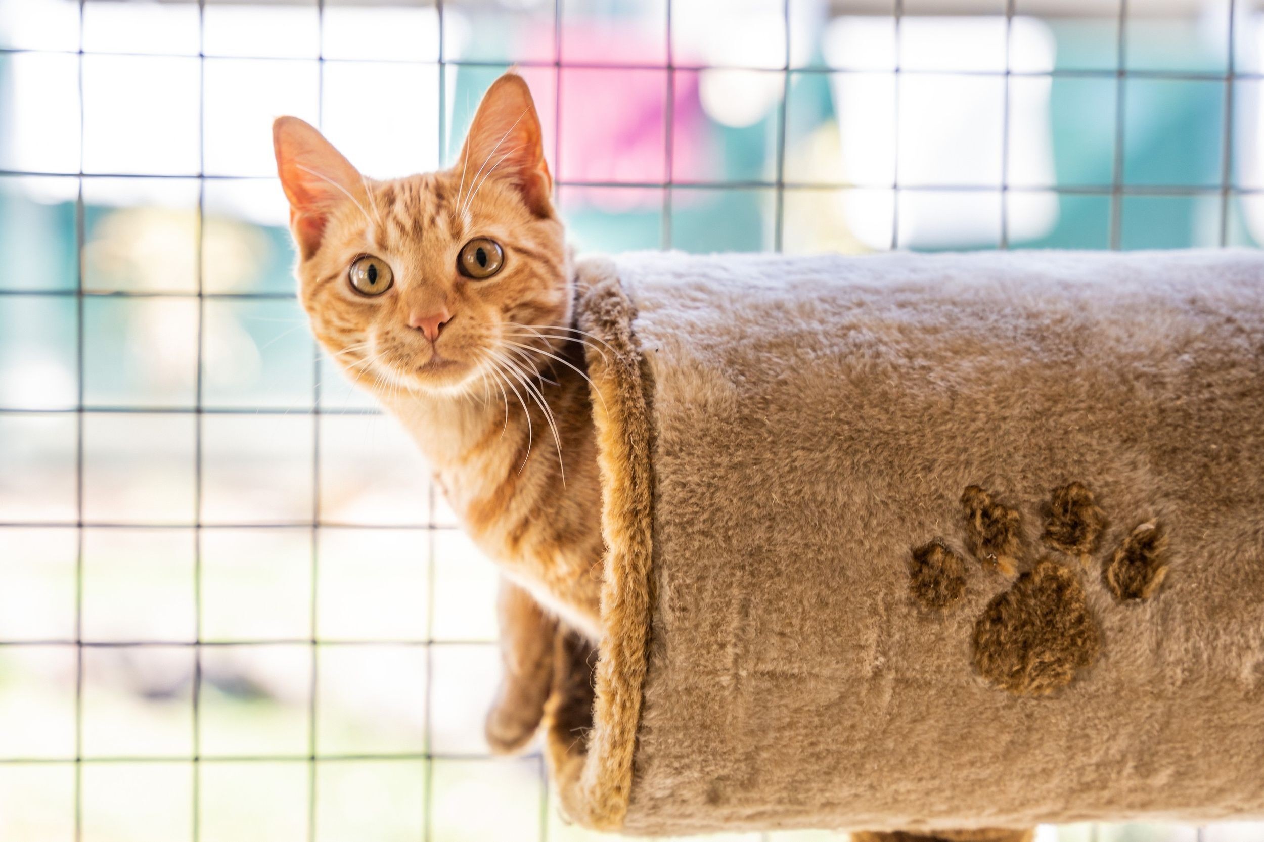 A ginger kitten inside a play tunnel poking its head out and looking at the camera.