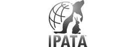 Ipata