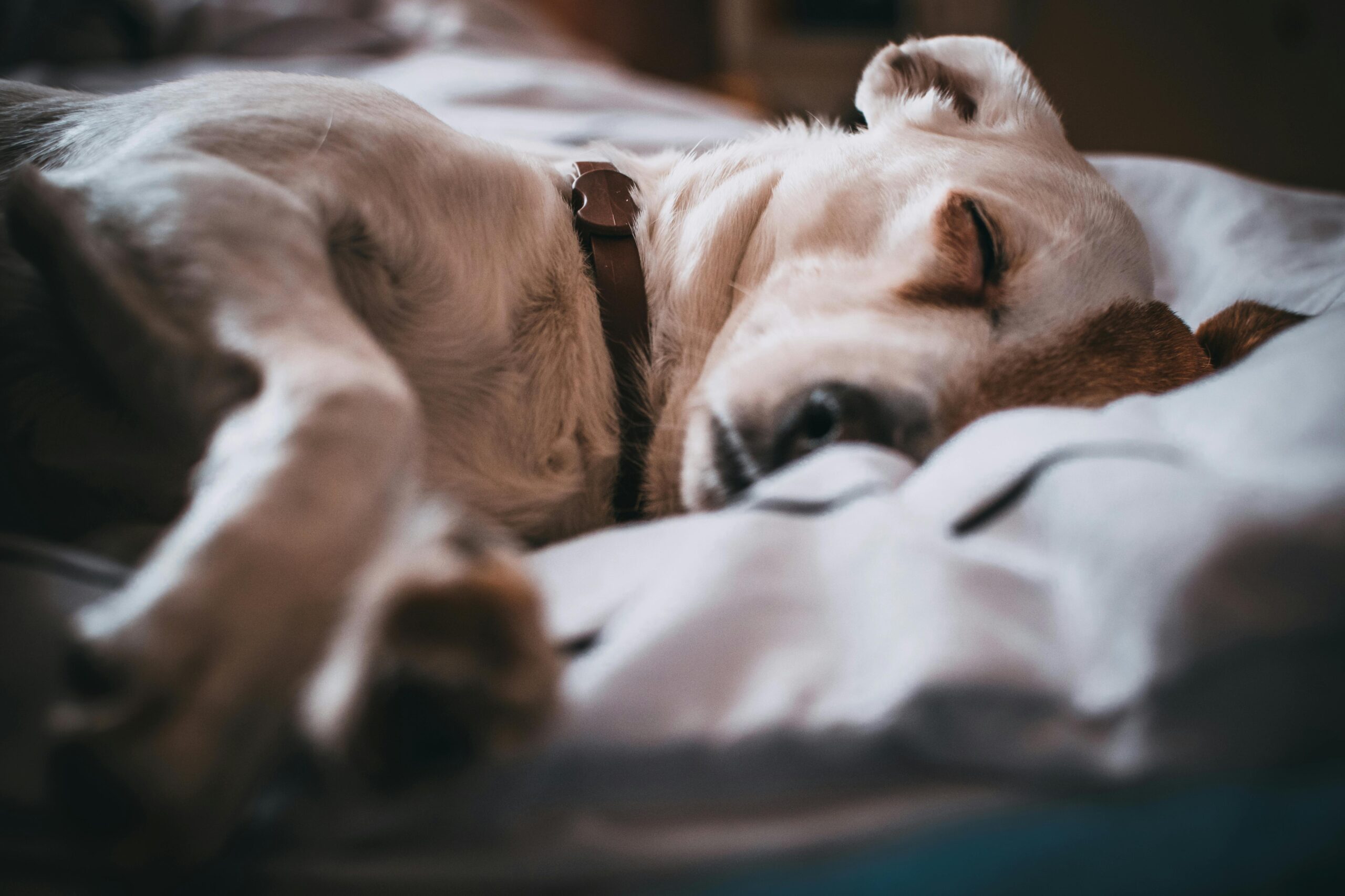 pexels-fotios-photos-791862
