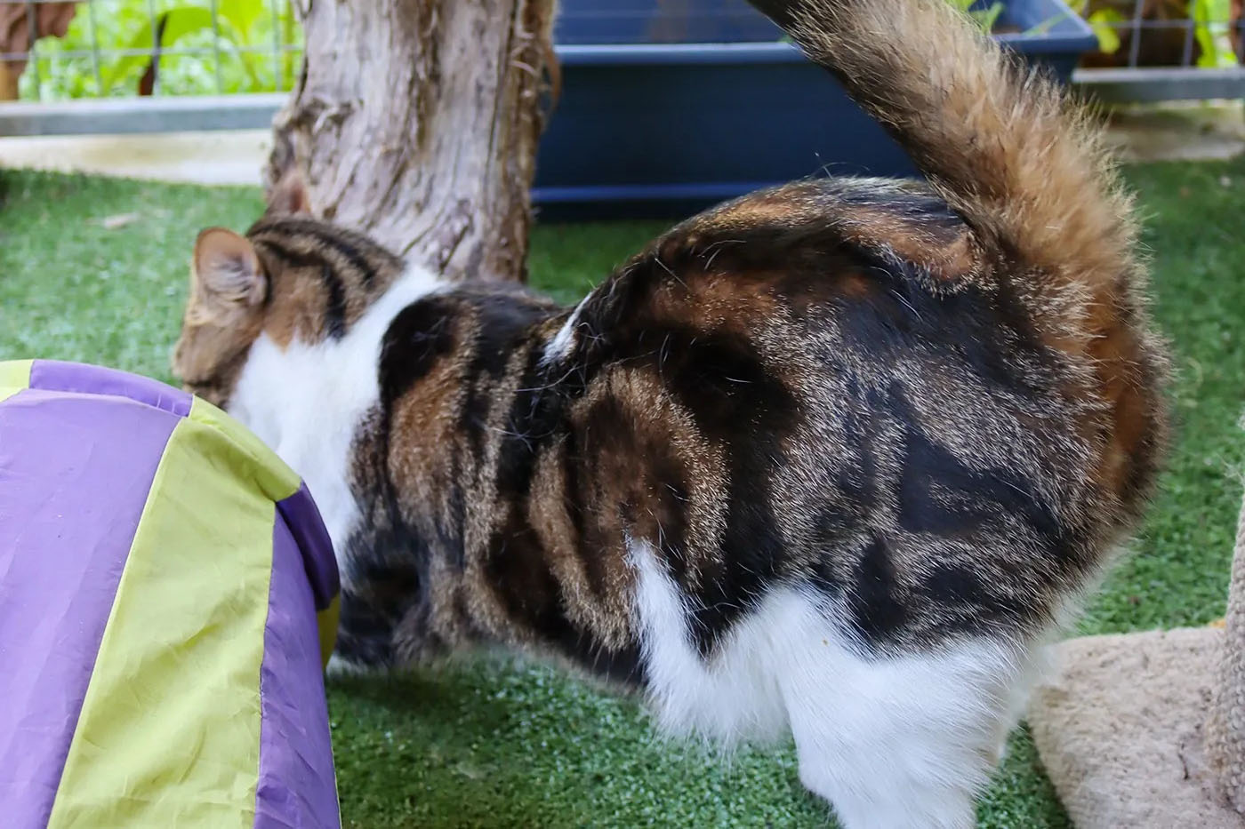 A cat playing with toys in an outside enclousure with plants in the background.