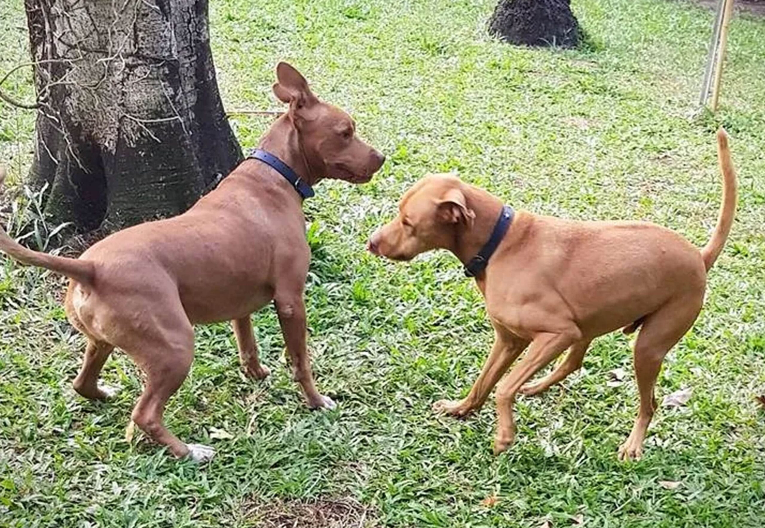 Bees Creek Boarding Kennels, Darwin-min