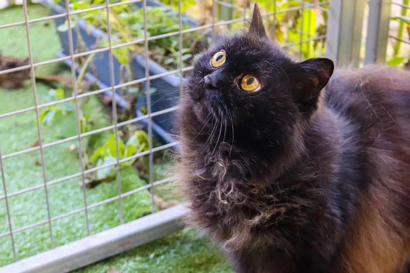A black cat in an outside enclosure with plants in the background.