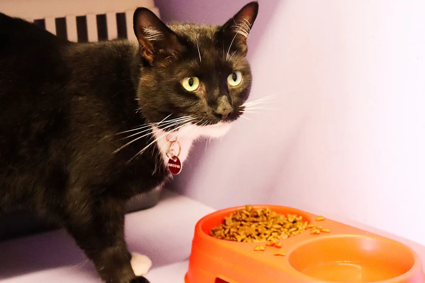 A black and white cat standing over its food bowl inside a cat suite.