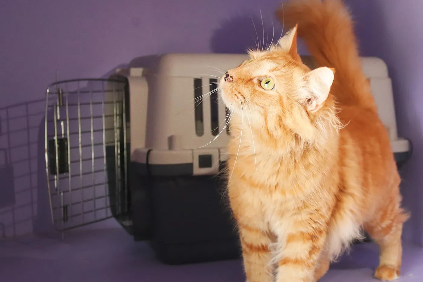 A ginger cat in a double suite cattery with a pet carrier in the background