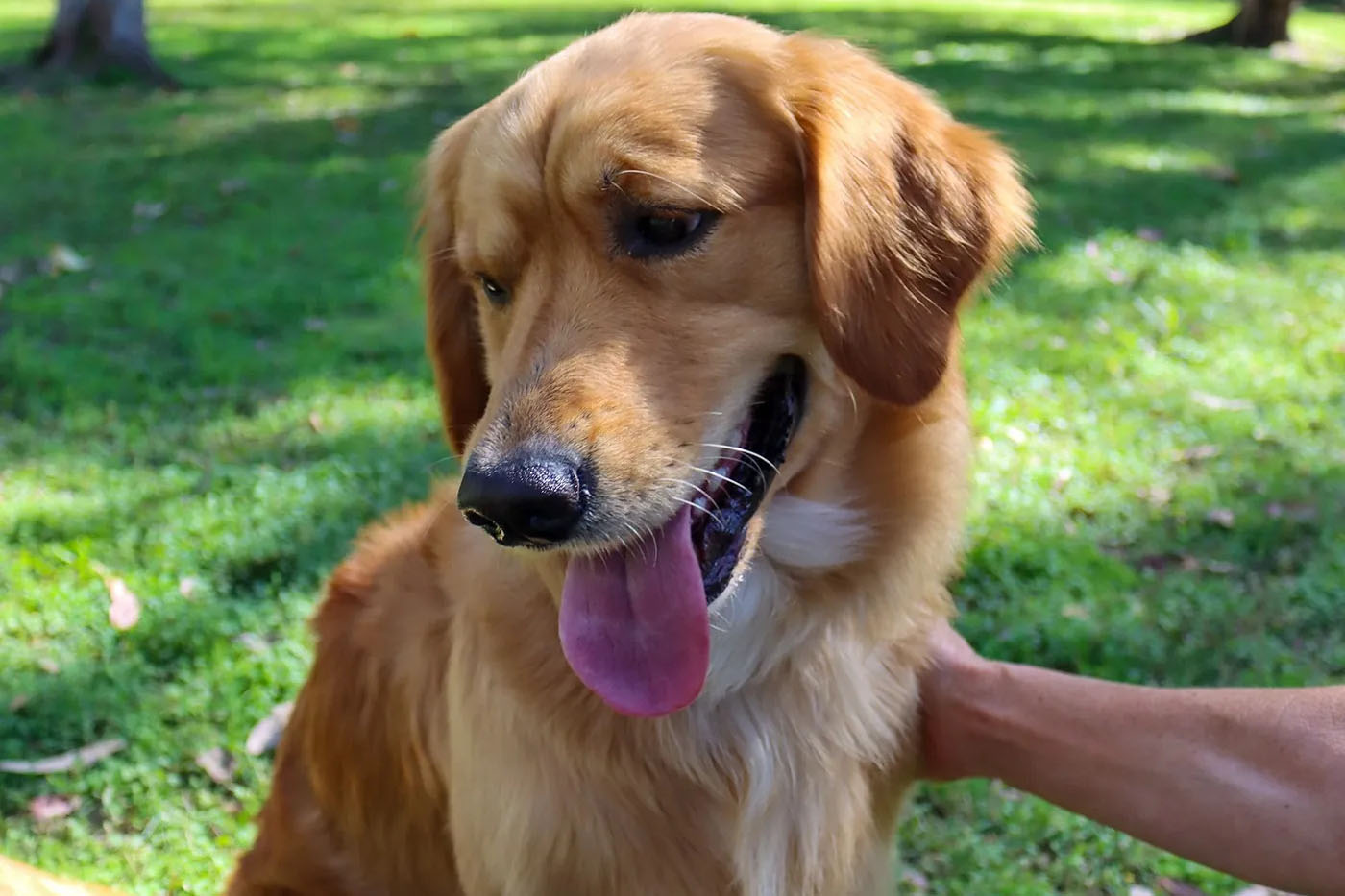 A golden retriever dog sitting on the grass in a beautiful outdoor enclosure getting petted by a pet carer.