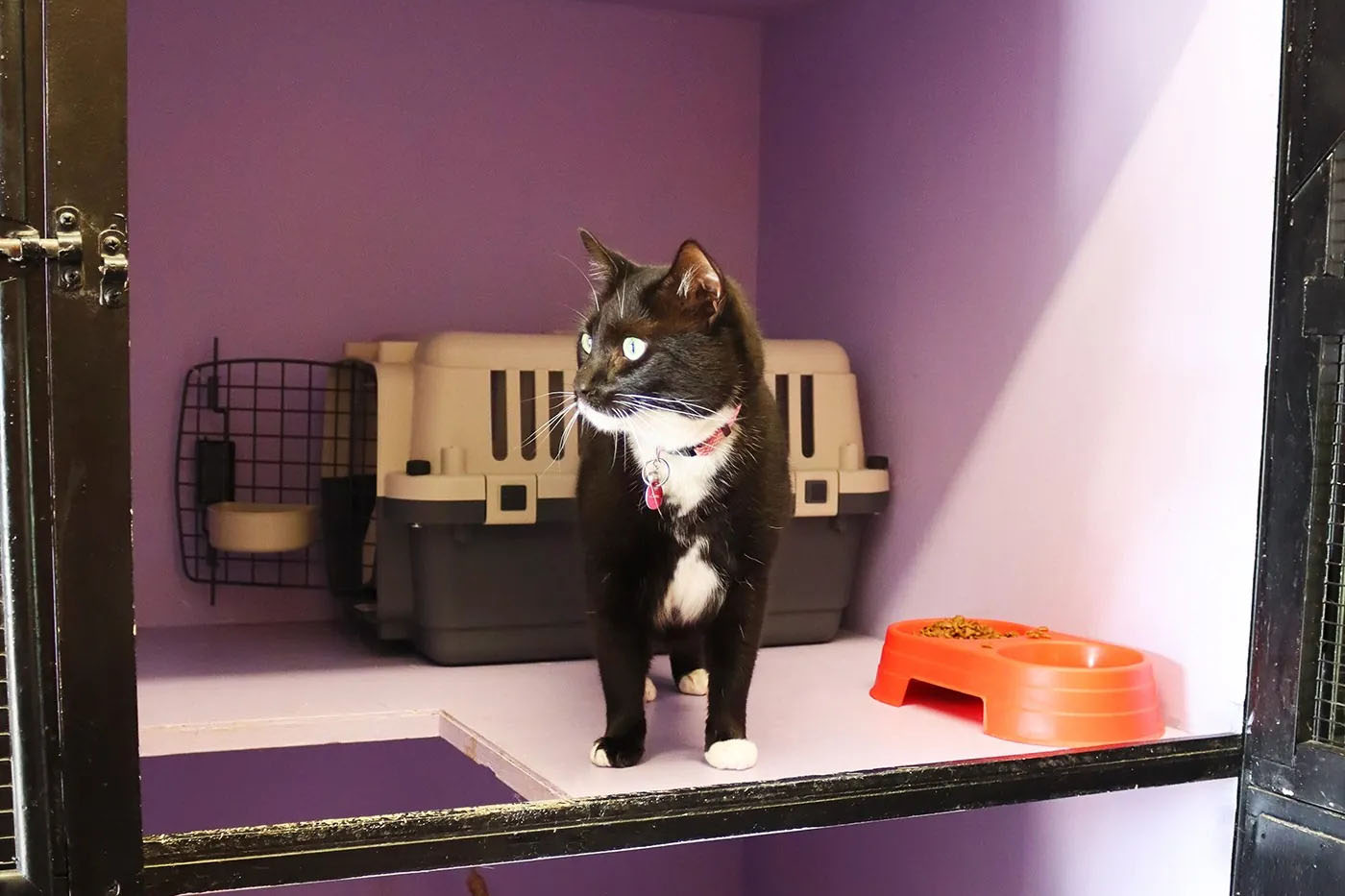 A black and white cat in the top level of a double suite ith the play area below.