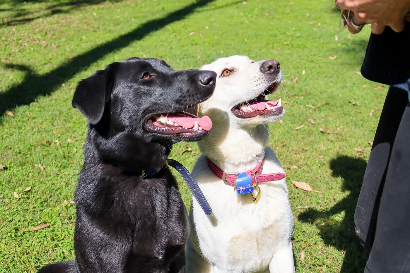 A black and golden labrador sitting next to each other and looking up at a pet carer.