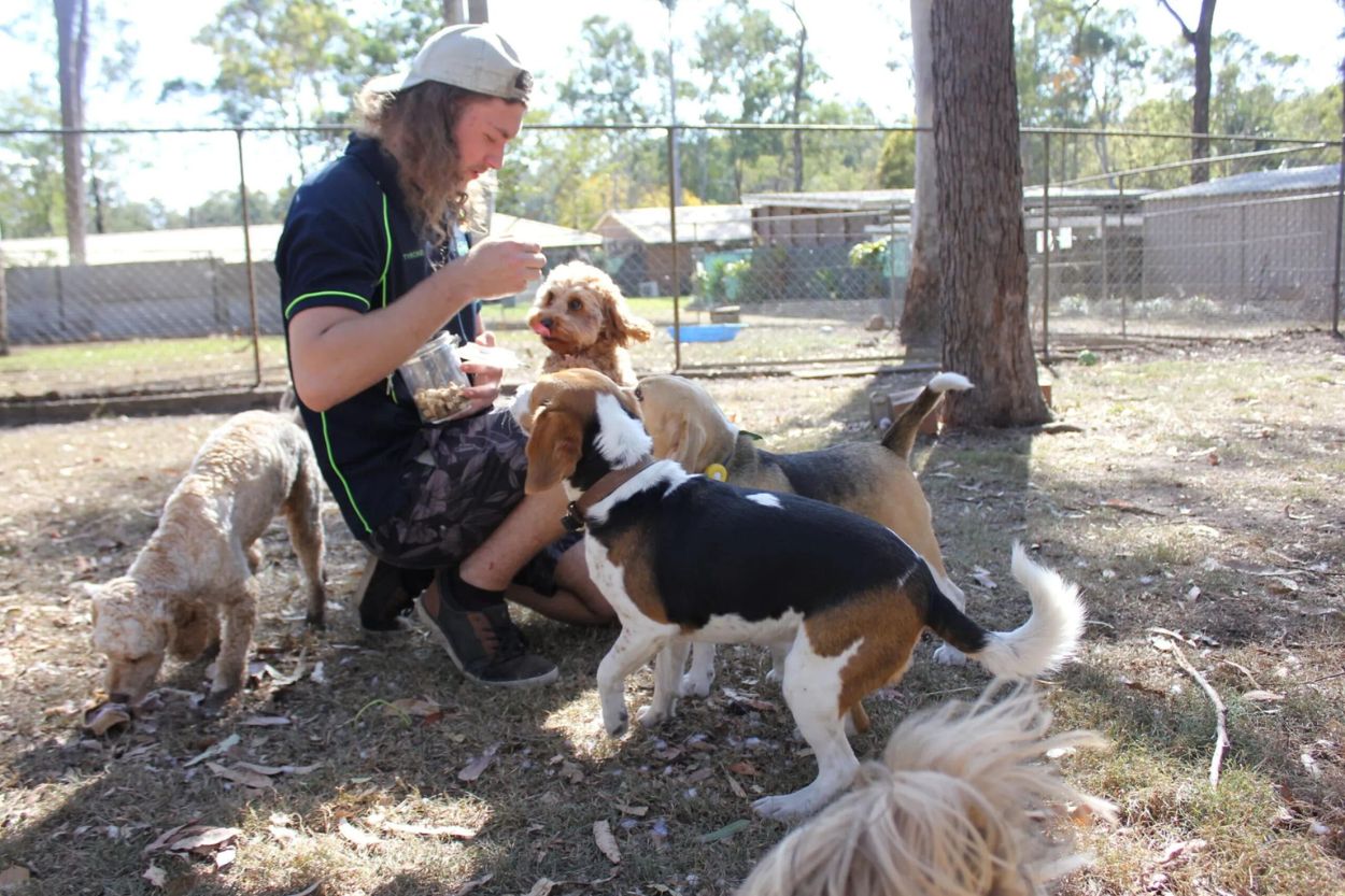 Pet Boarding Brisbane South A pet handler feeding dogs treats at the Dolittles Brisbane South Retreat.