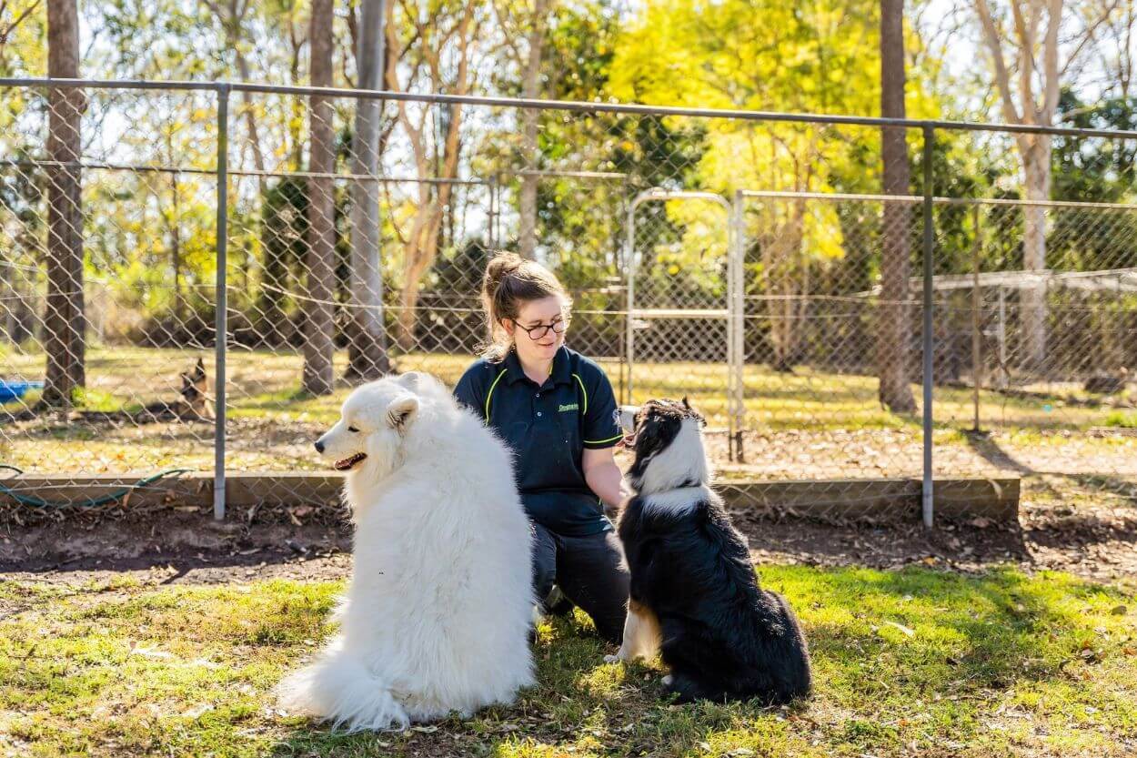 Pet Boarding Brisbane A handler at a Dolittles pet boarding facility petting two dogs.