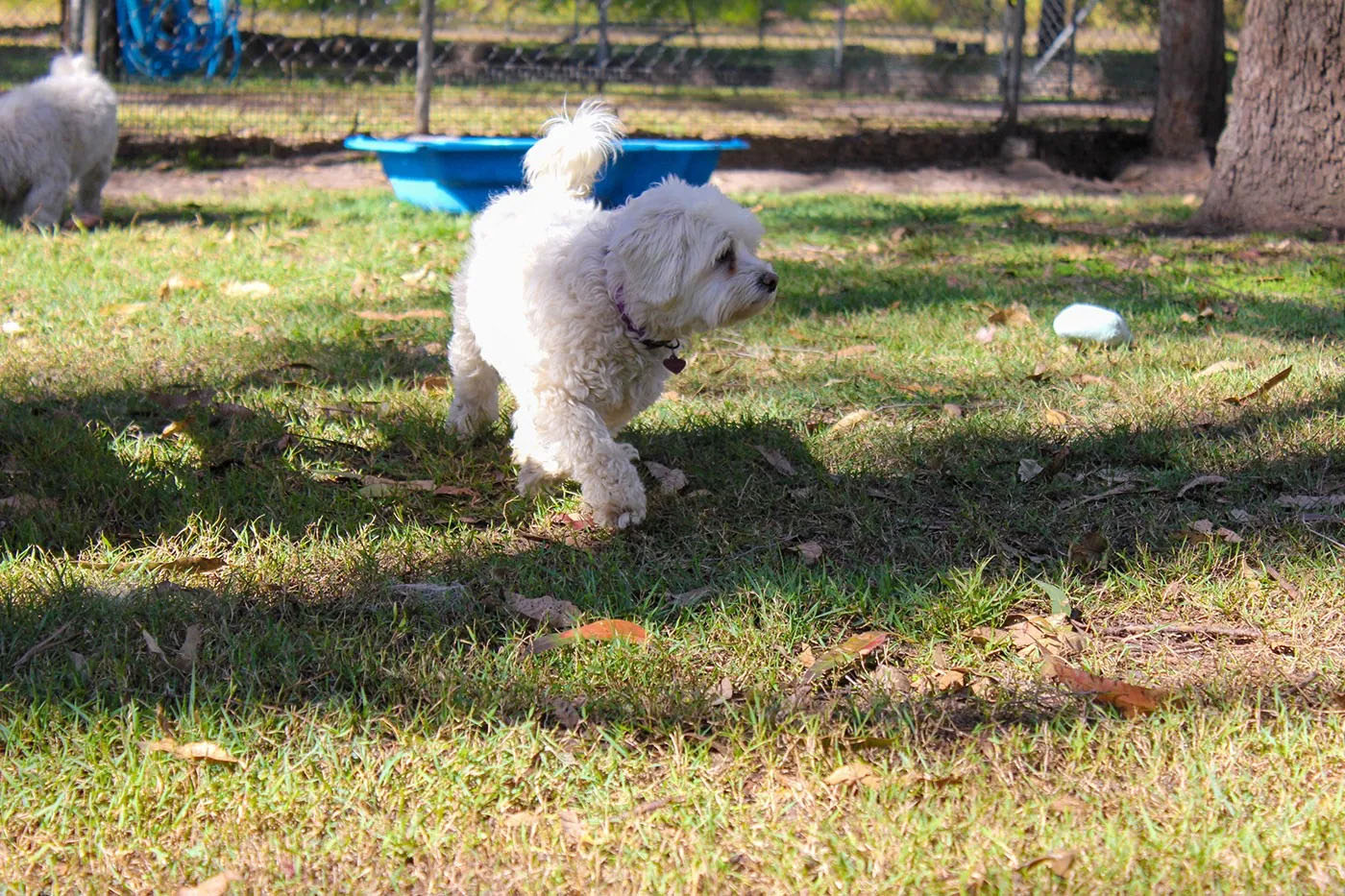 A fluffy white dog walking on he grass in an outdoor play area.