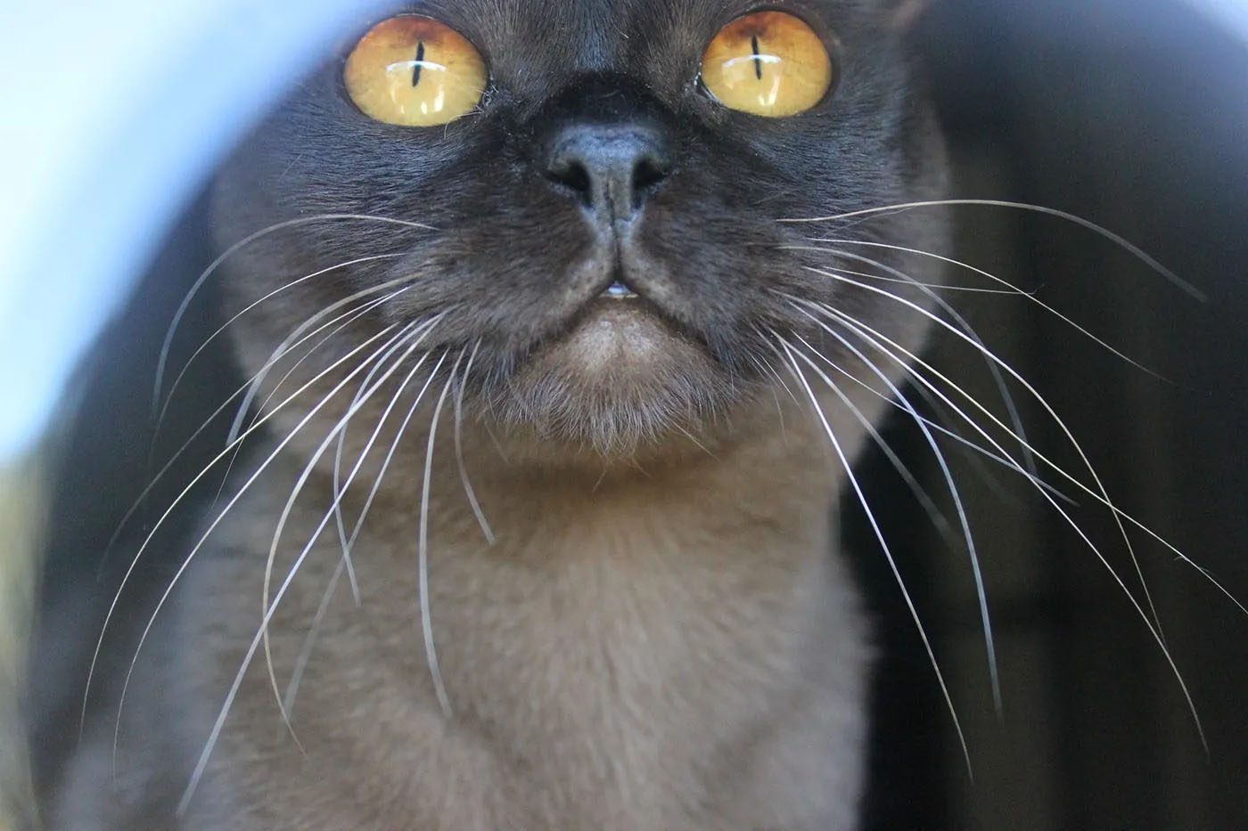 A close up of a black cat with yellow eyes looking at the camera.