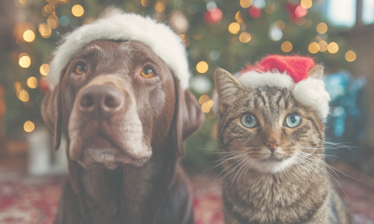 Pet Boarding for the Holidays A dog and cat wearing Santa hats in front of a Christmas tree.