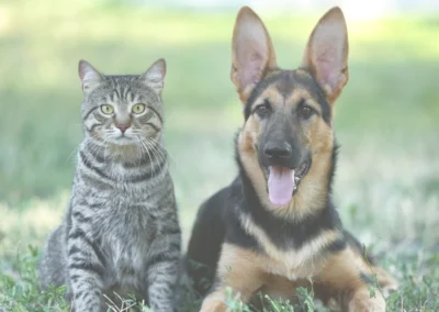 A dog and cat laying in a shaded area of grass in a garden.