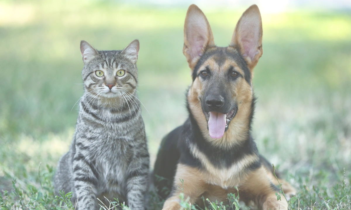 Keep Pets Cool Australian Summer A dog and cat laying in a shaded area of grass in a garden.