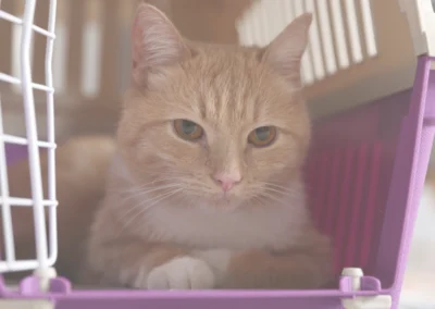 Close up of a ginger cat laying in a purple pet carrier with the door open.