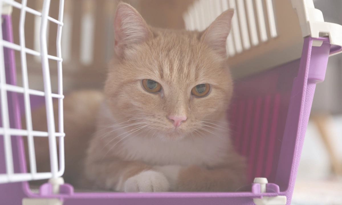 Cat Behaviour During Boarding Close up of a ginger cat laying in a purple pet carrier with the door open.