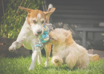 Two dogs playing on the grass at pet boarding.