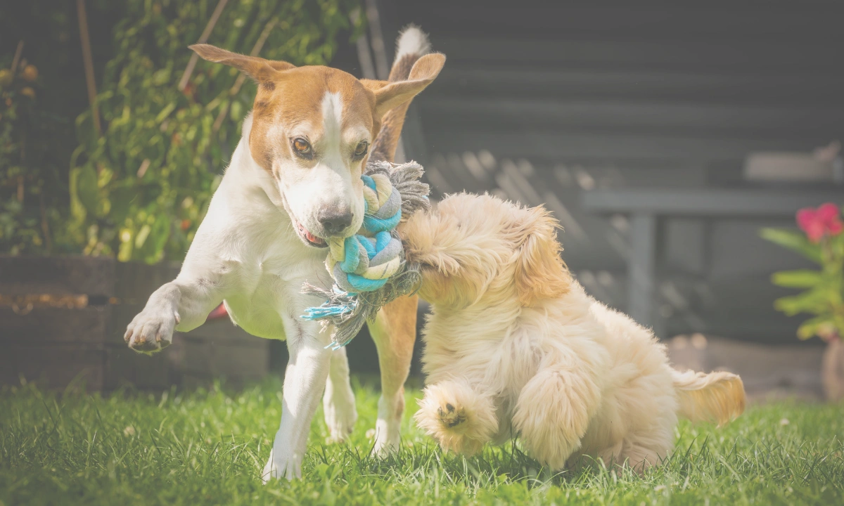 Two dogs playing on the grass at pet boarding.