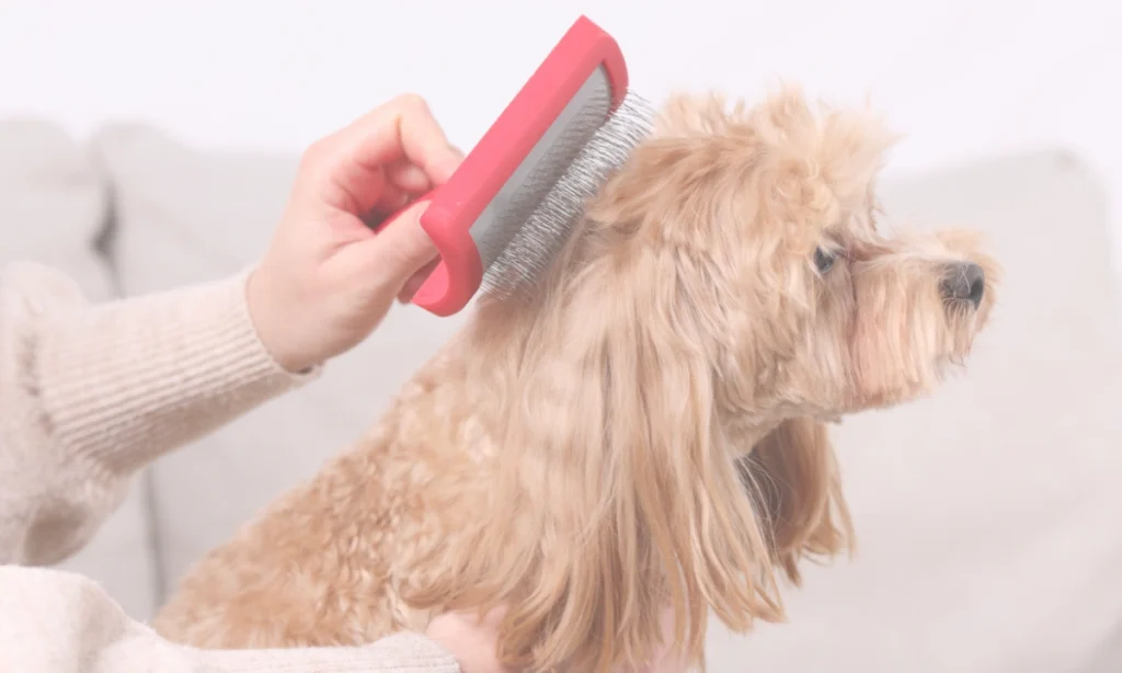 A person brushing a dog's coat.