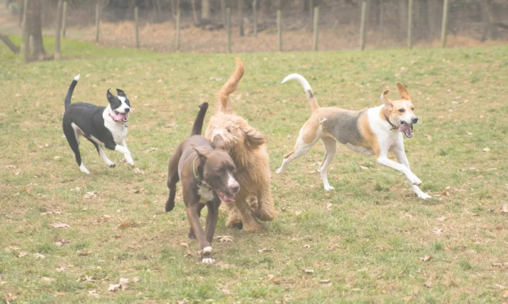 Four dogs playing at doggy day care.