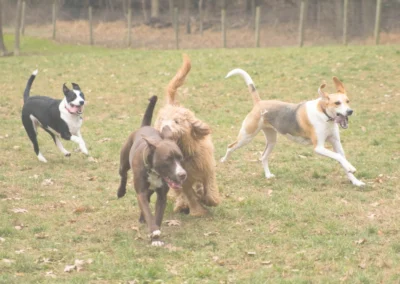Four dogs playing at doggy day care.