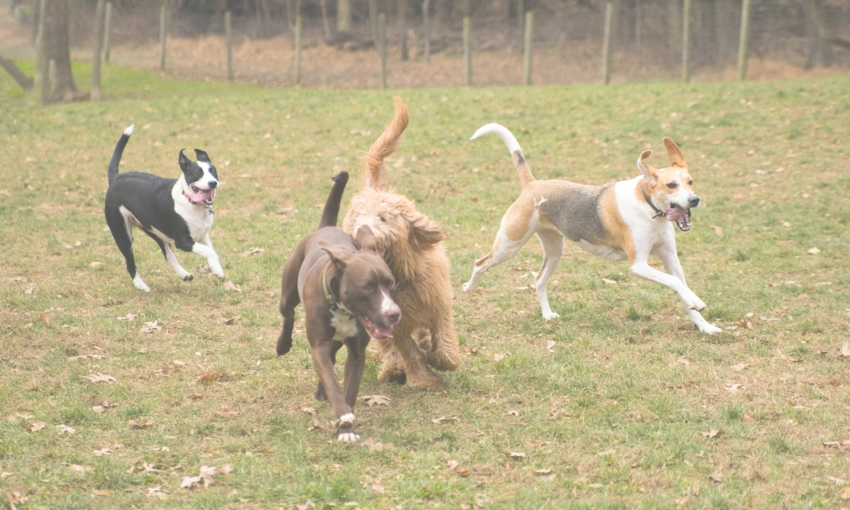 Doggy Day Care Four dogs playing at doggy day care.
