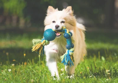 A dog playing with a chew toy on grass.