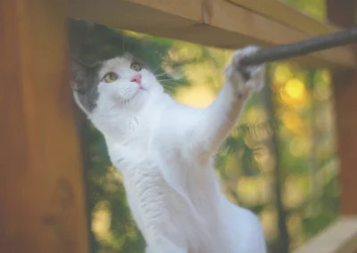 A cat playing in a pet boarding enclosure.