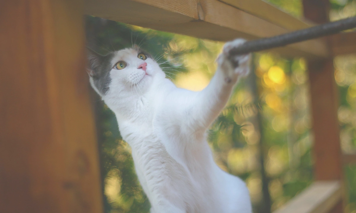 A cat playing in a pet boarding enclosure.