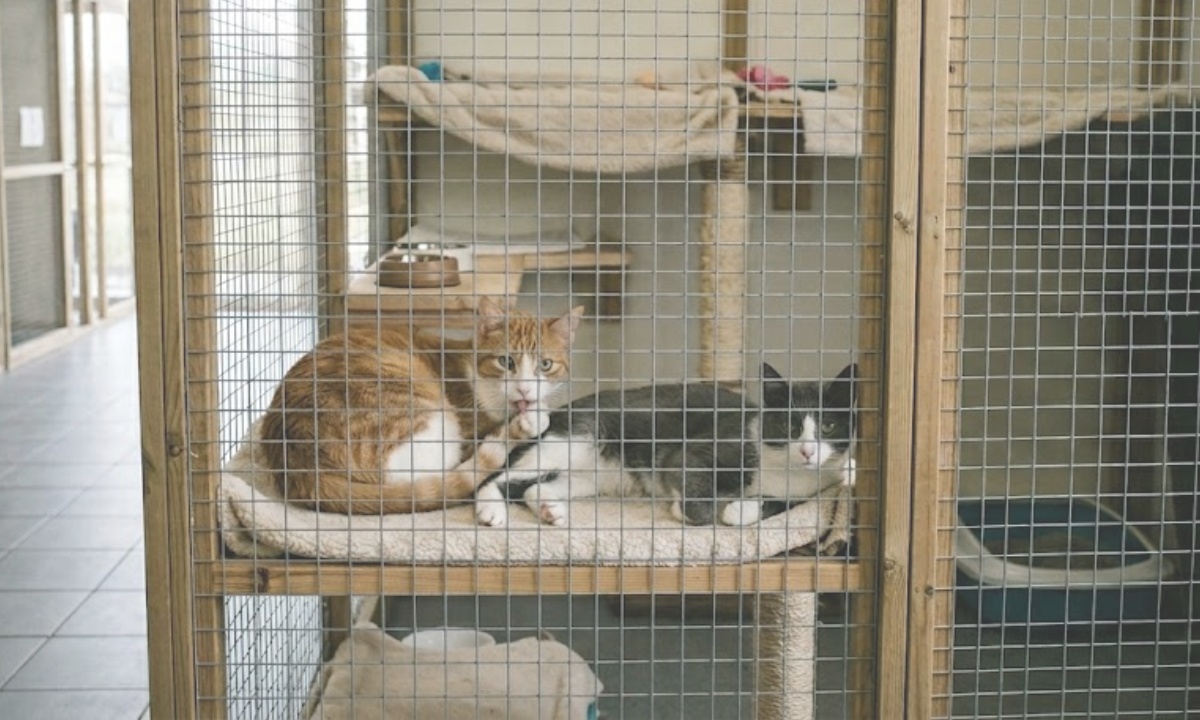 Two cats in a pet boarding cat enclosure.