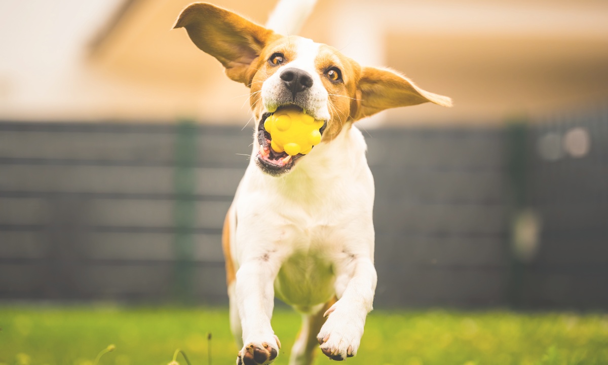 Dog playing with chew toy