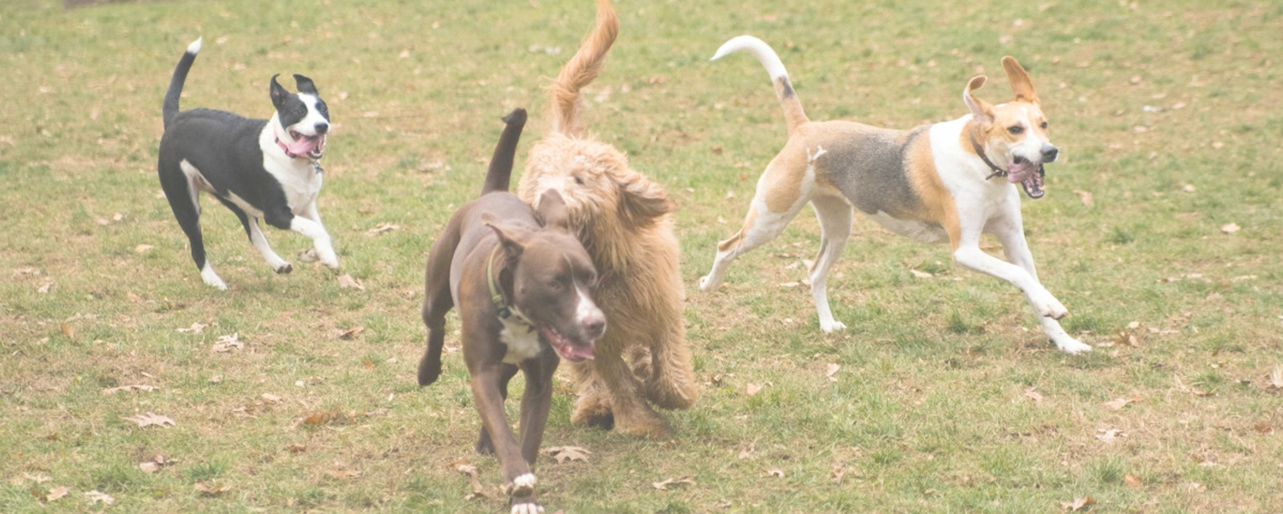 Four dogs playing at doggy day care.